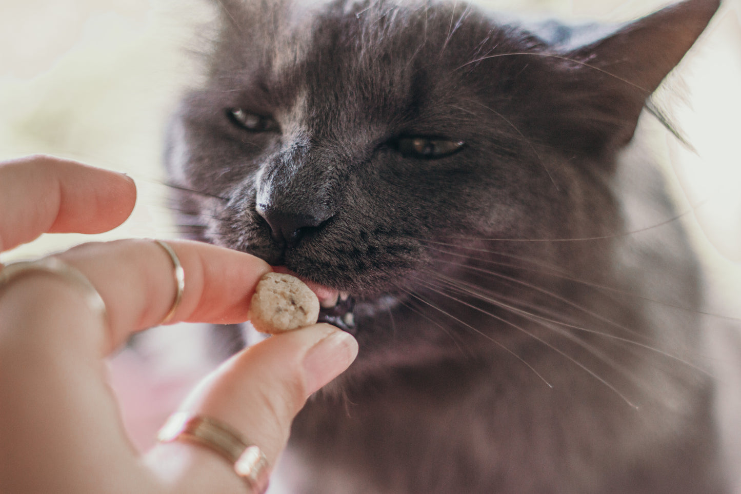 Barkery Bites Kitty Tuna Crunchies