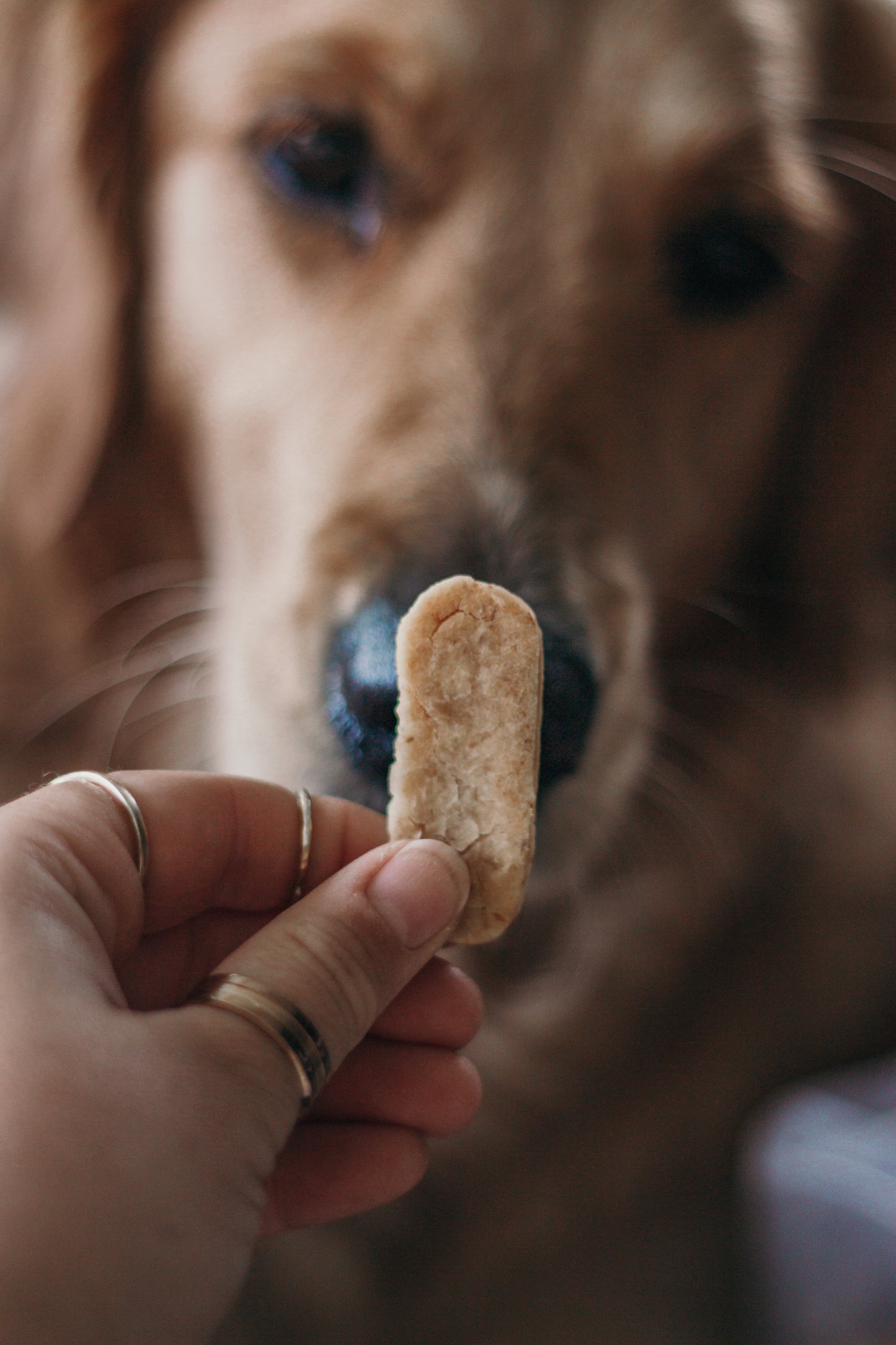 Barkery Bites Wheat-Free Lamb and Apple Dog Treats