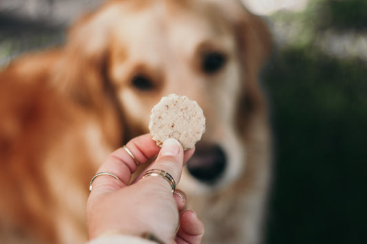 Wheat-free Beef Biltong Dog Treats