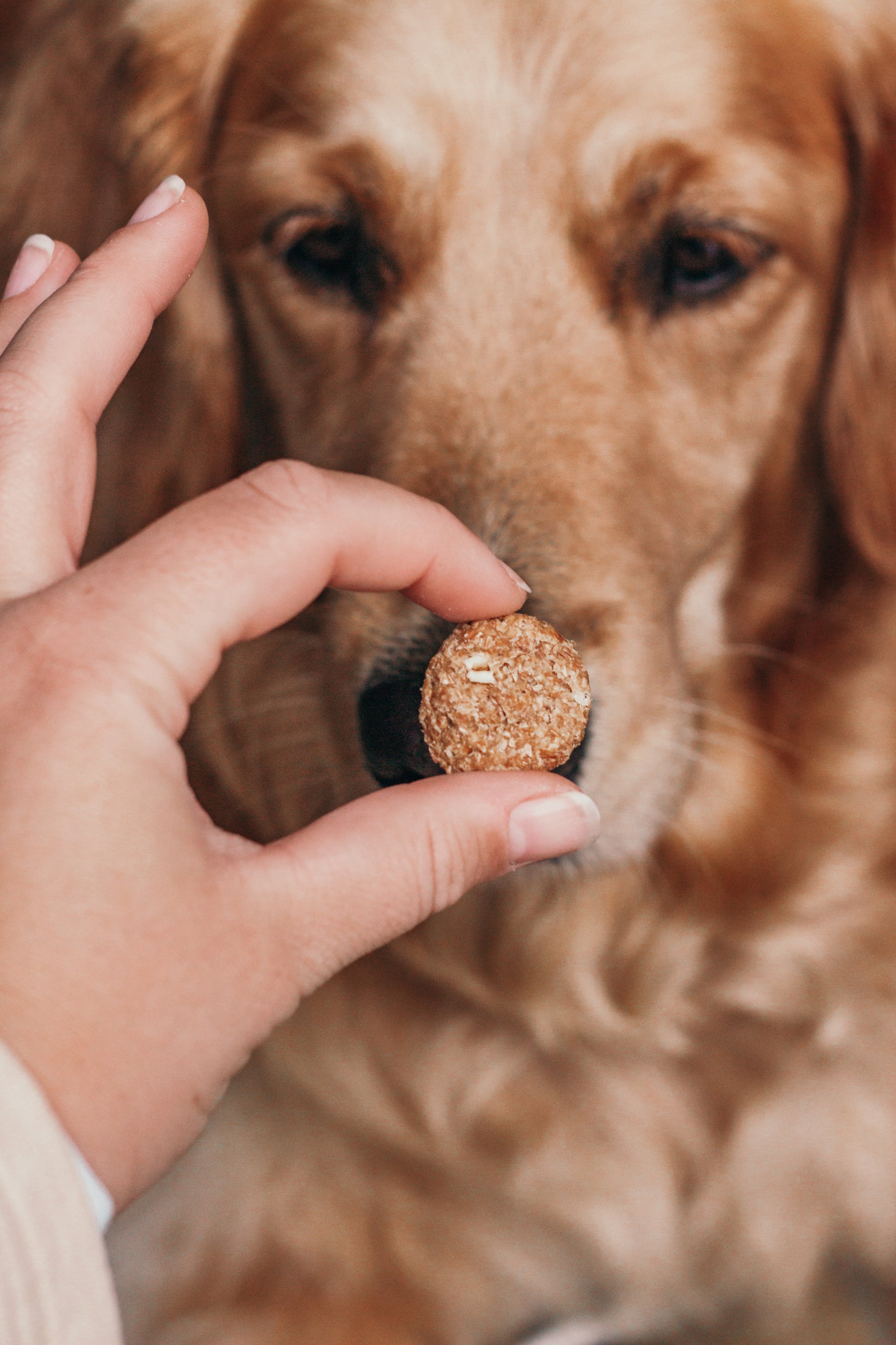 Barkery Bites Tuna Biltong Dog Treats